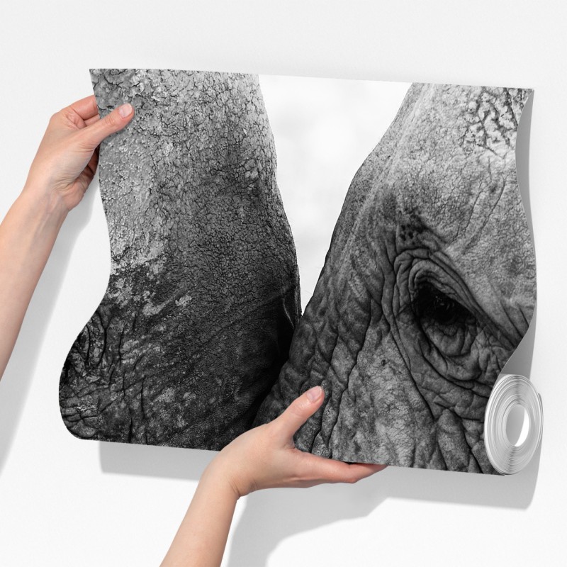 Fototapeta uścisk słoni czarno-biały portret – Wallissimo® Fototapeta uścisk słoni czarno-biały portret – Wallissimo®