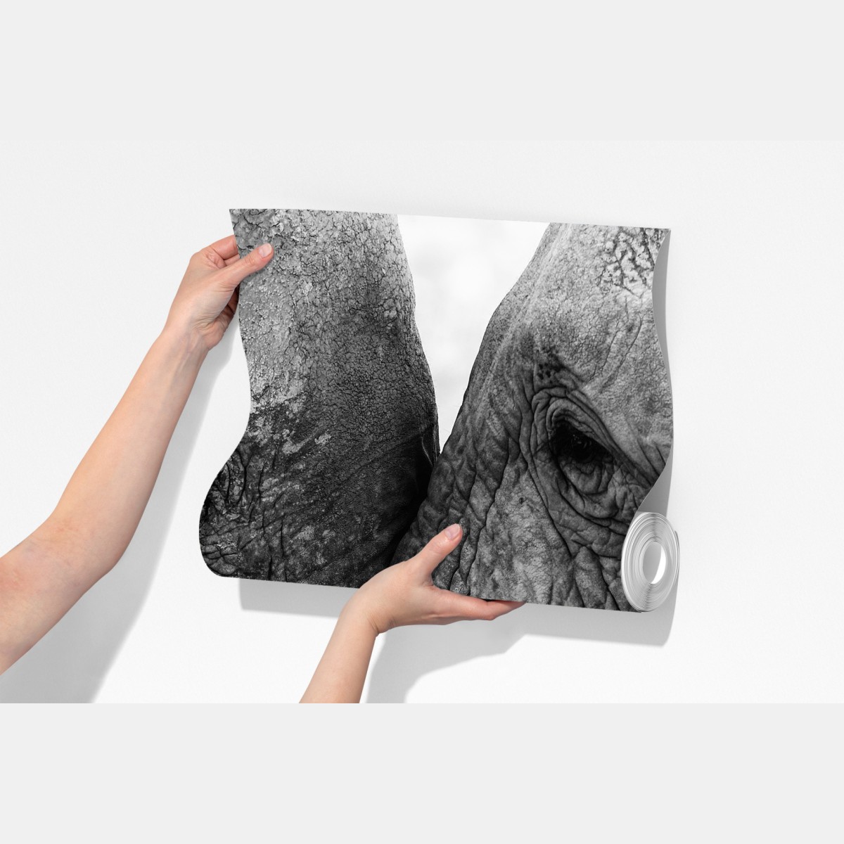 Fototapeta uścisk słoni czarno-biały portret – Wallissimo® Fototapeta uścisk słoni czarno-biały portret – Wallissimo®