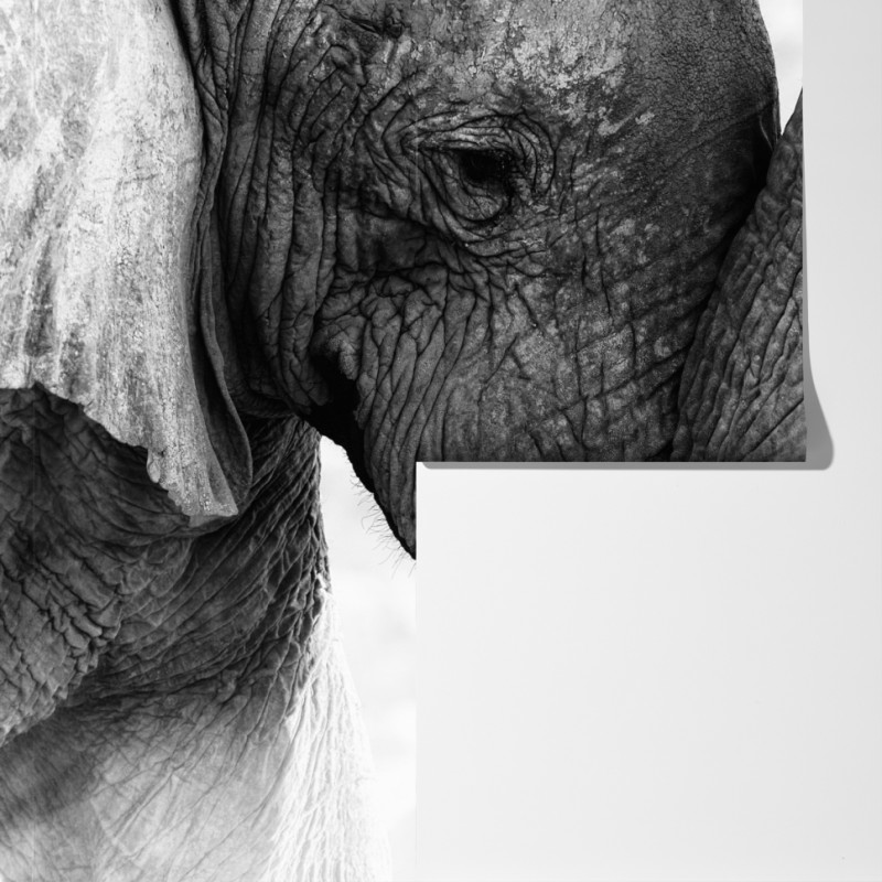 Fototapeta uścisk słoni czarno-biały portret – Wallissimo® Fototapeta uścisk słoni czarno-biały portret – Wallissimo®