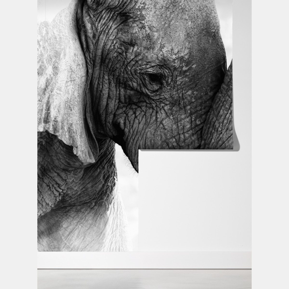 Fototapeta uścisk słoni czarno-biały portret – Wallissimo® Fototapeta uścisk słoni czarno-biały portret – Wallissimo®