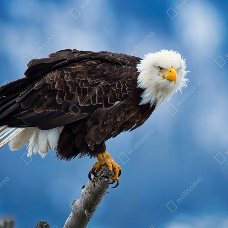 Fototapeta majestatyczny bielik portret – Wallissimo® Fototapeta majestatyczny bielik portret – Wallissimo®