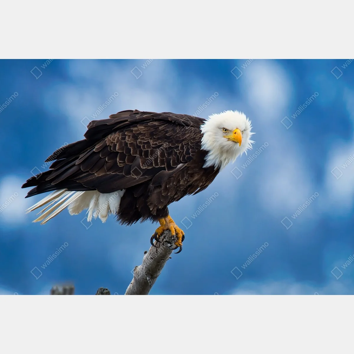 Fototapeta majestatyczny bielik portret – Wallissimo® Fototapeta majestatyczny bielik portret – Wallissimo®