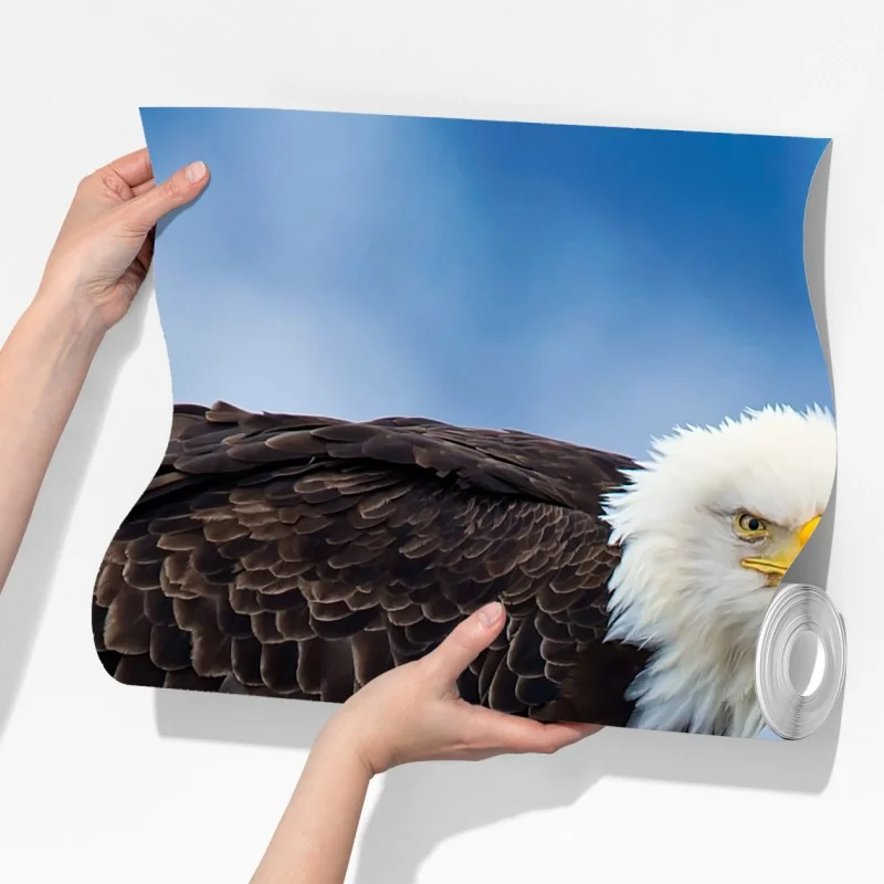 Fototapeta majestatyczny bielik portret – Wallissimo® Fototapeta majestatyczny bielik portret – Wallissimo®