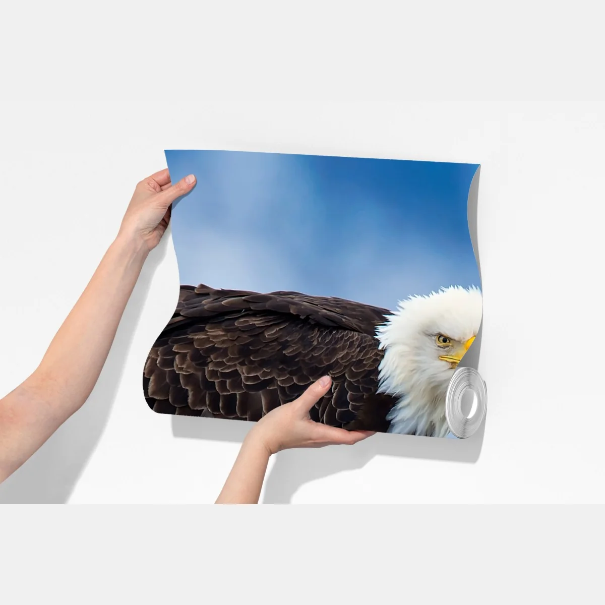 Fototapeta majestatyczny bielik portret – Wallissimo® Fototapeta majestatyczny bielik portret – Wallissimo®