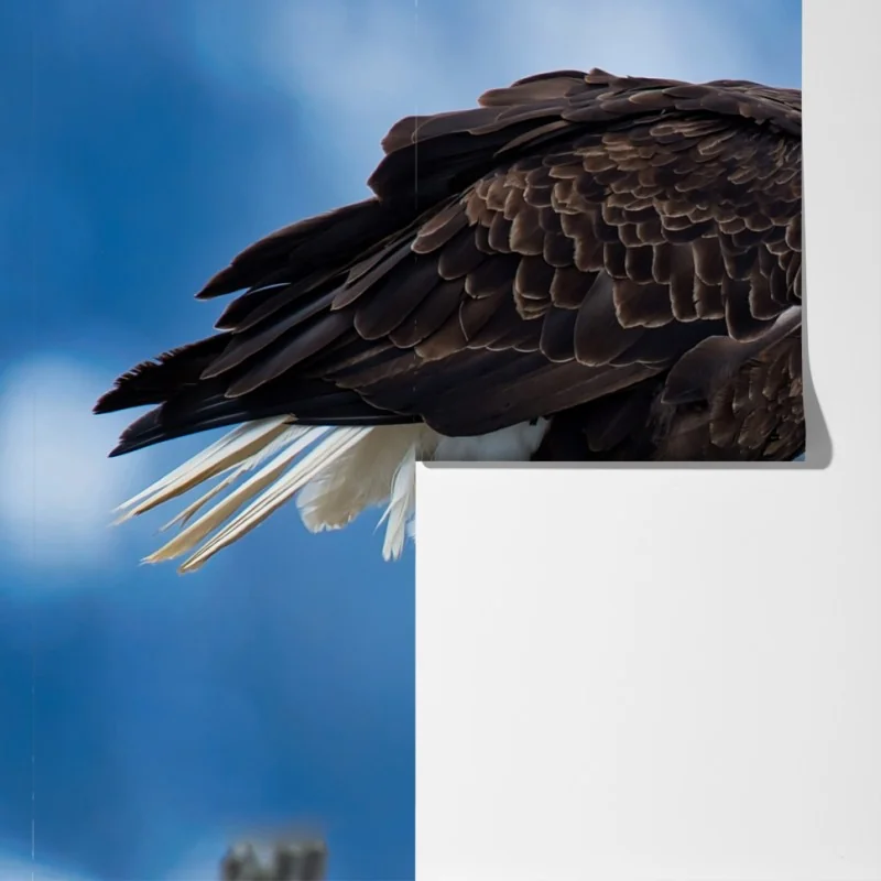 Fototapeta majestatyczny bielik portret – Wallissimo® Fototapeta majestatyczny bielik portret – Wallissimo®