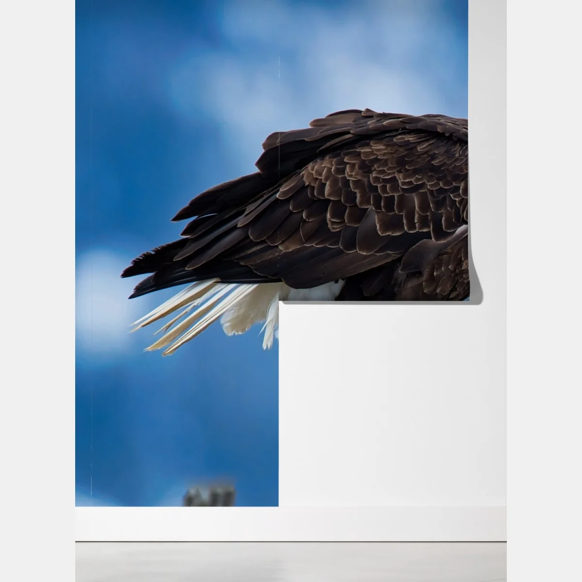 Fototapeta majestatyczny bielik portret – Wallissimo® Fototapeta majestatyczny bielik portret – Wallissimo®