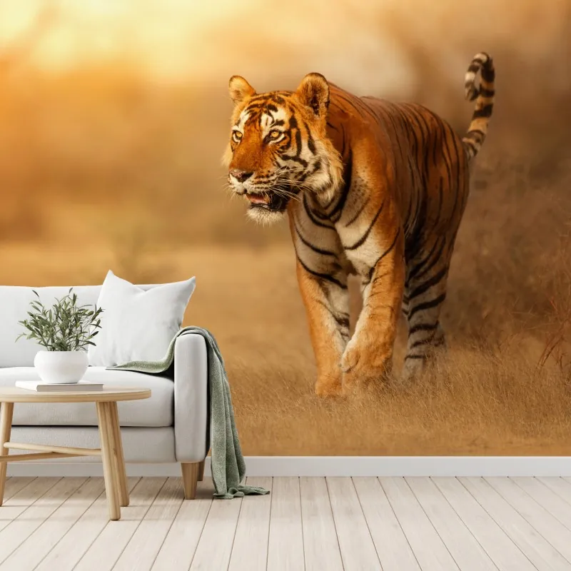 Fototapeta majestatyczny tygrys w złotym świetle