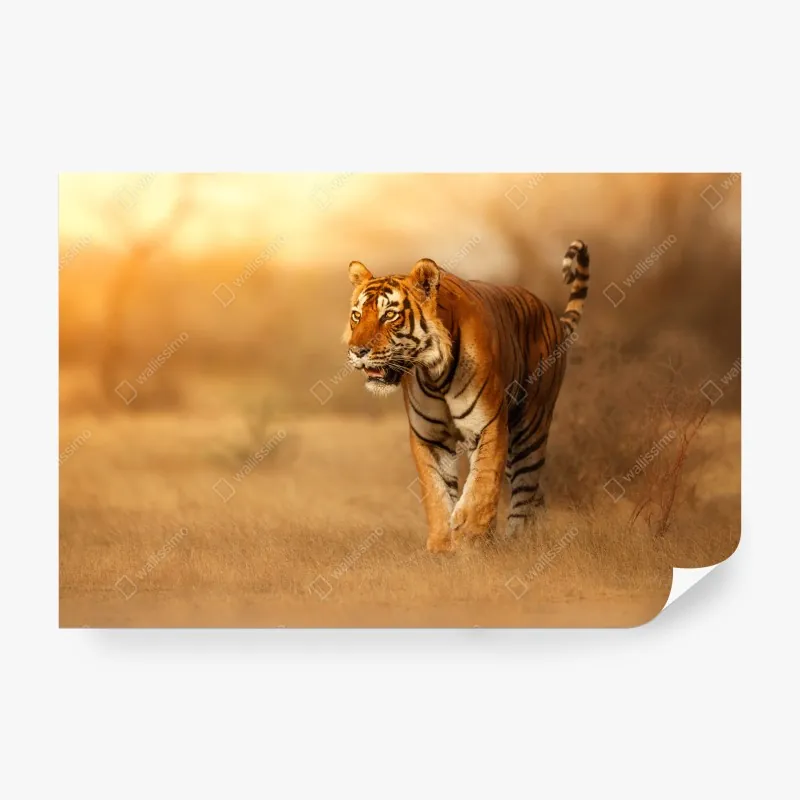 Fototapeta leśna droga wśród sosen – Wallissimo®