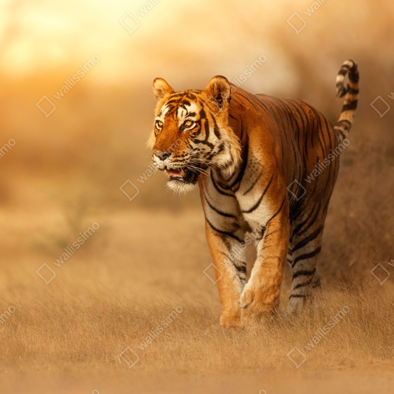 Fototapeta majestatyczny tygrys w złotym świetle – Wallissimo® Fototapeta majestatyczny tygrys w złotym świetle – Wallissimo®