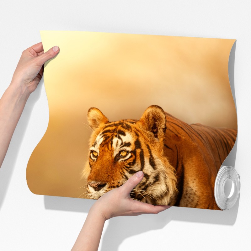 Fototapeta majestatyczny tygrys w złotym świetle – Wallissimo® Fototapeta majestatyczny tygrys w złotym świetle – Wallissimo®