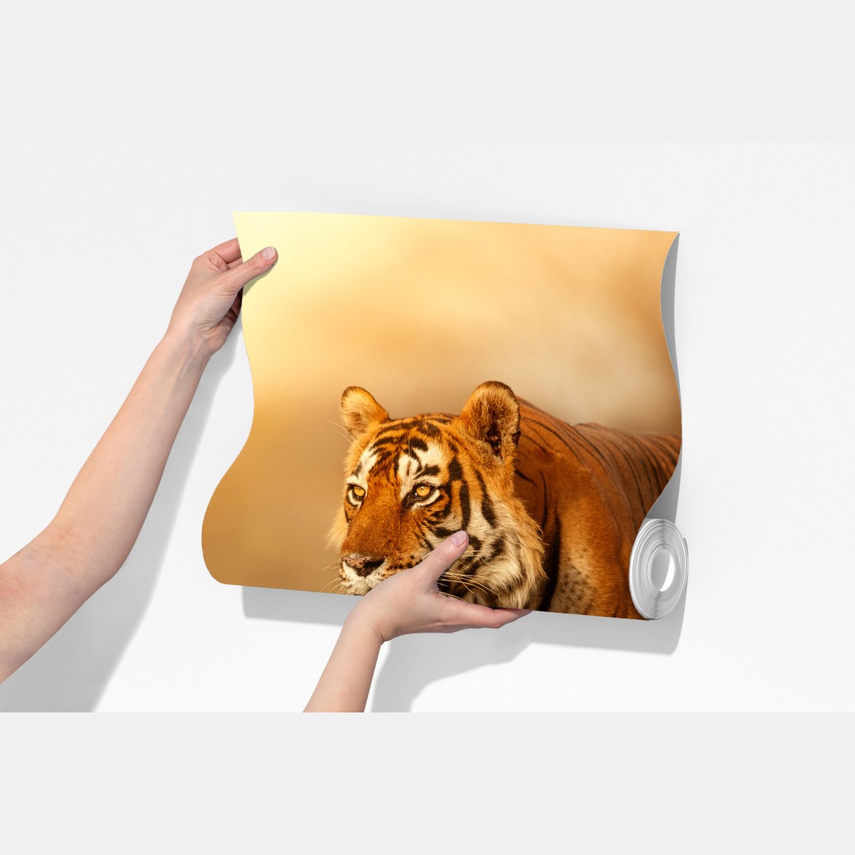 Fototapeta majestatyczny tygrys w złotym świetle – Wallissimo® Fototapeta majestatyczny tygrys w złotym świetle – Wallissimo®