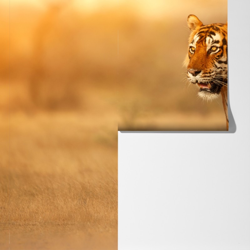 Fototapeta majestatyczny tygrys w złotym świetle – Wallissimo® Fototapeta majestatyczny tygrys w złotym świetle – Wallissimo®