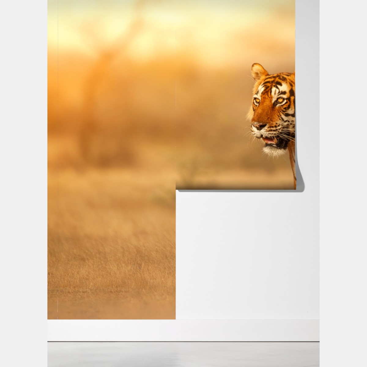 Fototapeta majestatyczny tygrys w złotym świetle – Wallissimo® Fototapeta majestatyczny tygrys w złotym świetle – Wallissimo®