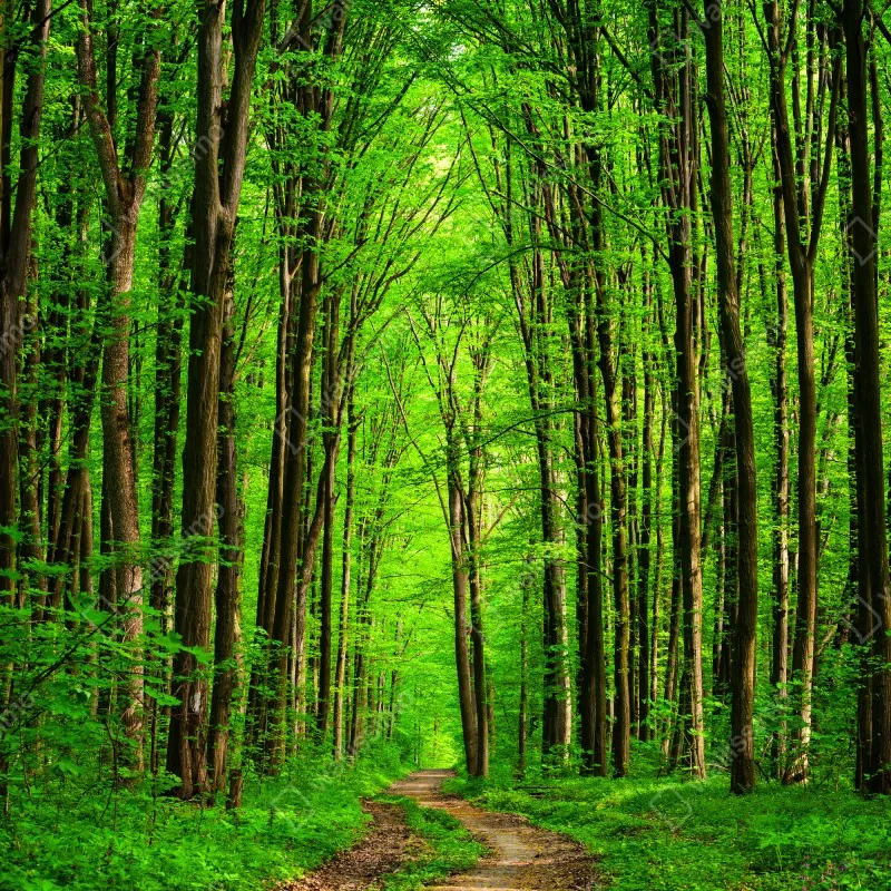 Fototapeta bujna zielona leśna ścieżka – Wallissimo® Fototapeta bujna zielona leśna ścieżka – Wallissimo®