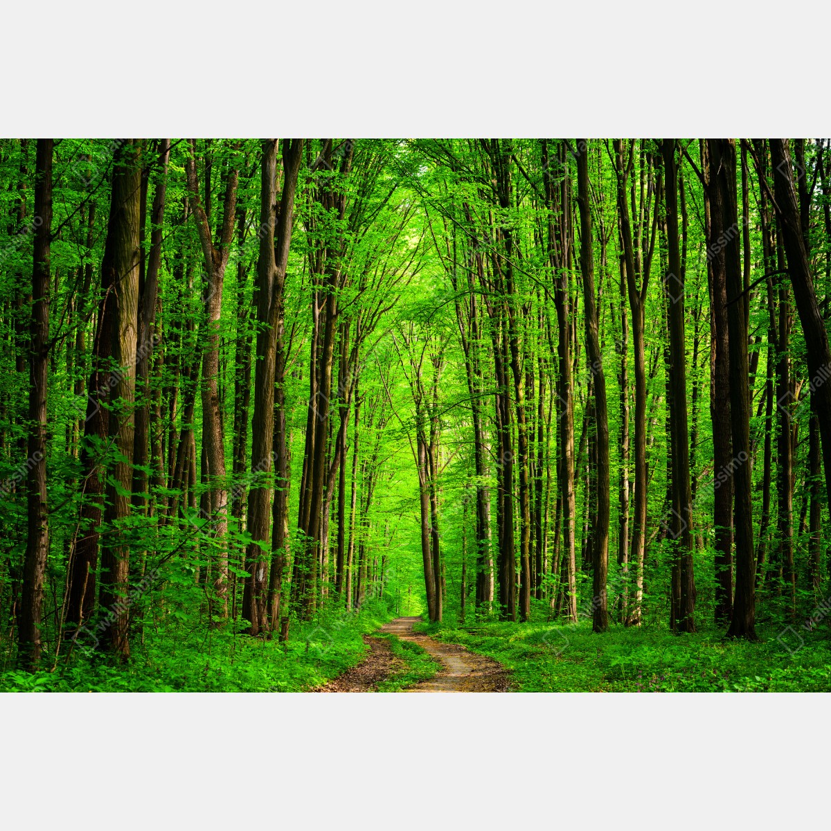 Fototapeta bujna zielona leśna ścieżka – Wallissimo® Fototapeta bujna zielona leśna ścieżka – Wallissimo®