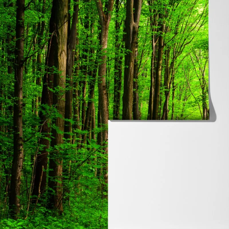 Fototapeta bujna zielona leśna ścieżka – Wallissimo® Fototapeta bujna zielona leśna ścieżka – Wallissimo®