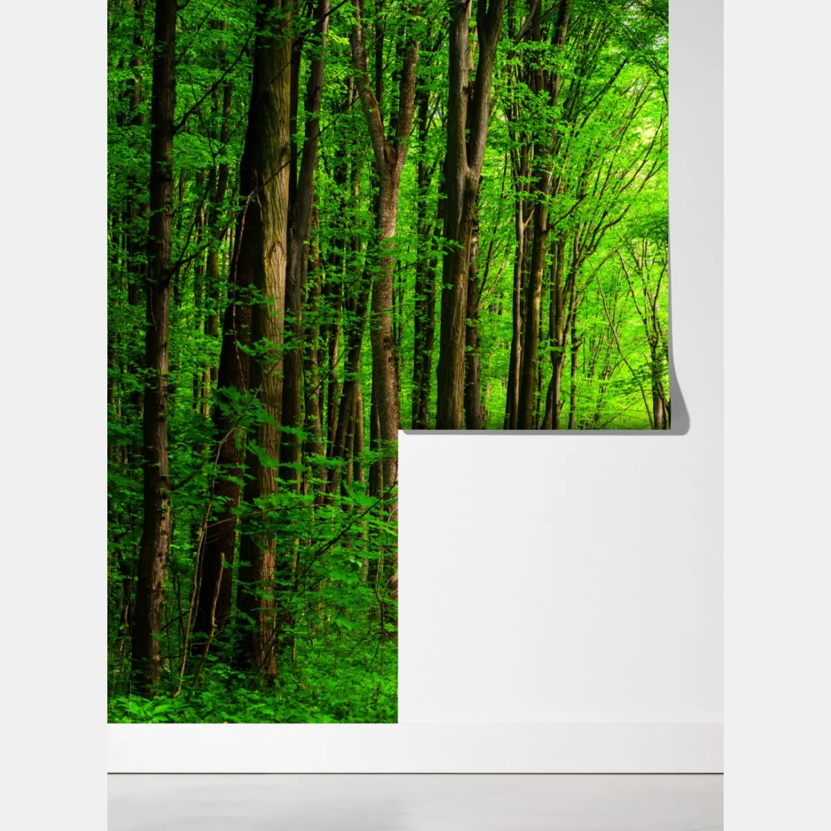 Fototapeta bujna zielona leśna ścieżka – Wallissimo® Fototapeta bujna zielona leśna ścieżka – Wallissimo®