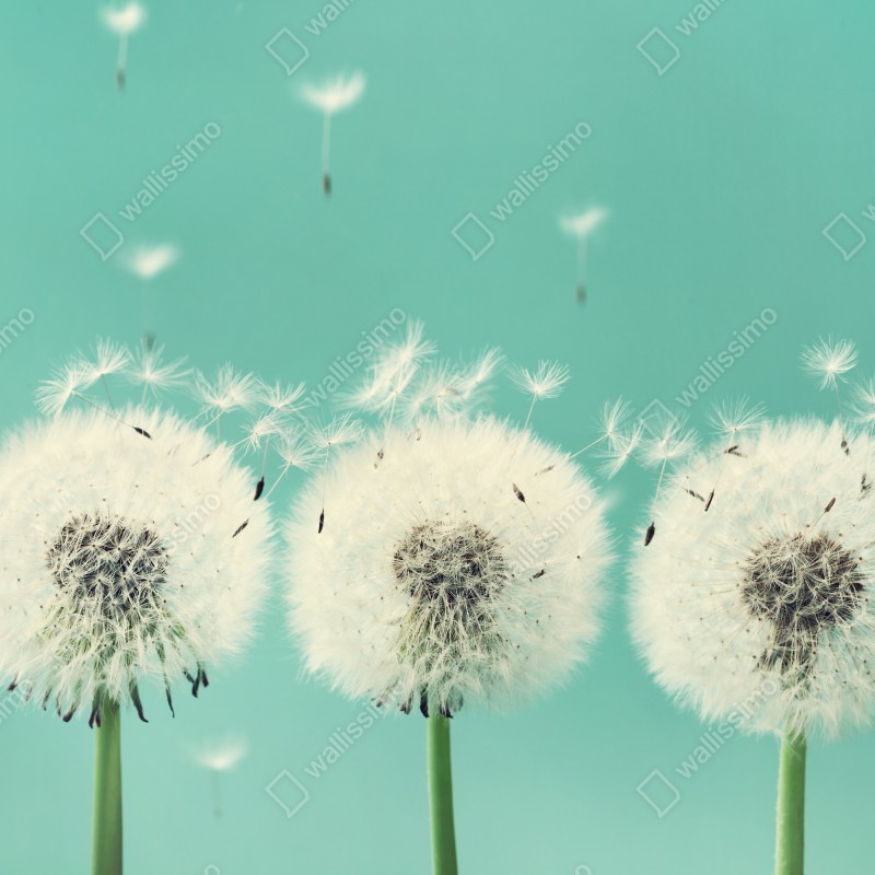 Fototapeta trzy dmuchawce na turkusowym tle – Wallissimo® Fototapeta trzy dmuchawce na turkusowym tle – Wallissimo®