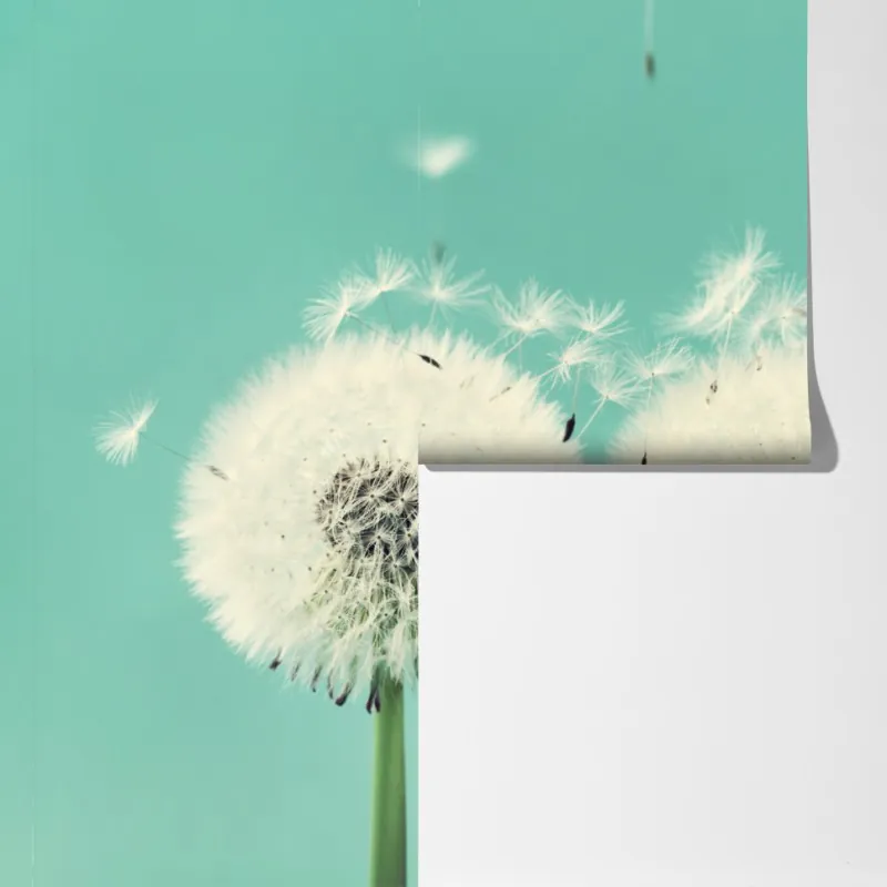 Fototapeta trzy dmuchawce na turkusowym tle – Wallissimo® Fototapeta trzy dmuchawce na turkusowym tle – Wallissimo®