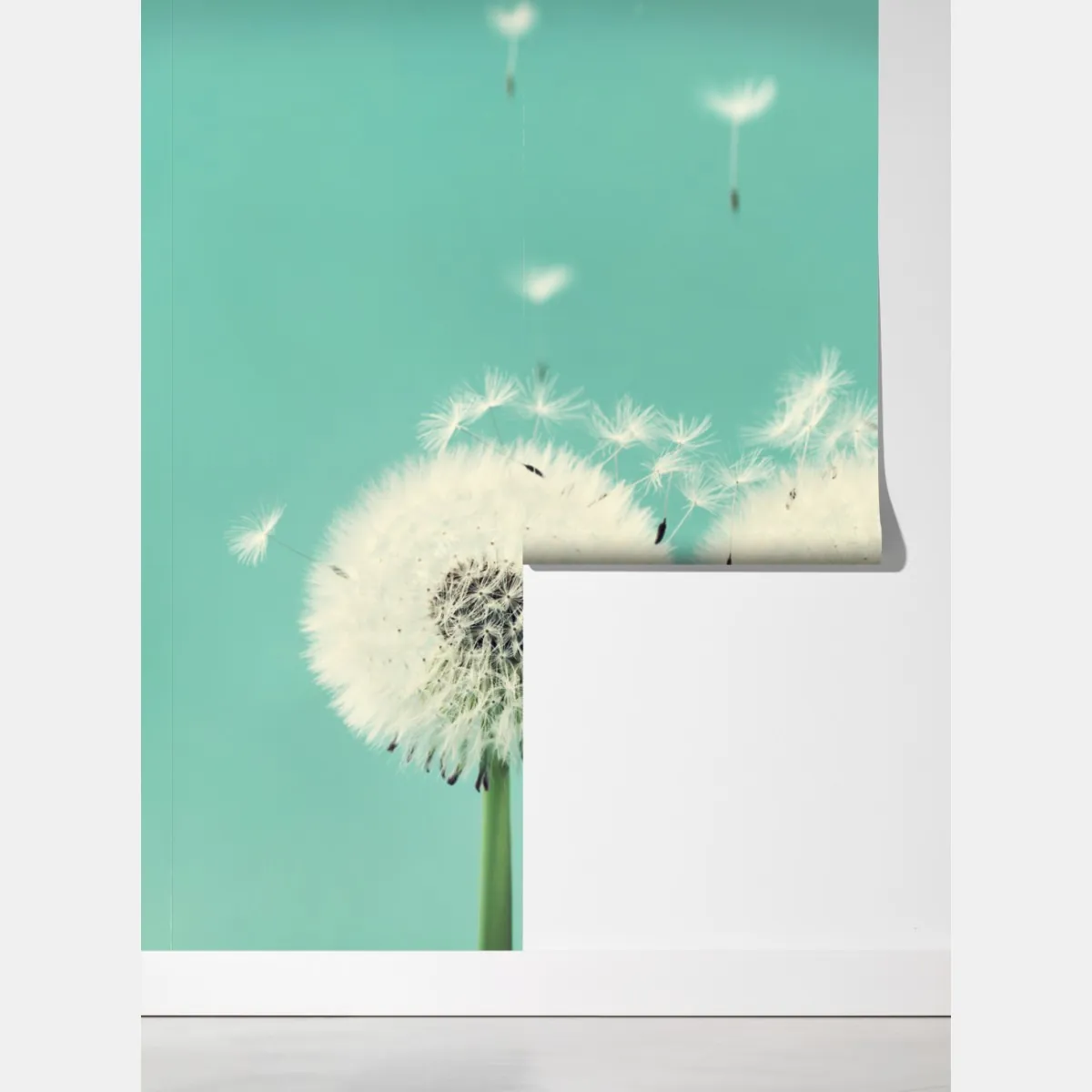 Fototapeta trzy dmuchawce na turkusowym tle – Wallissimo® Fototapeta trzy dmuchawce na turkusowym tle – Wallissimo®