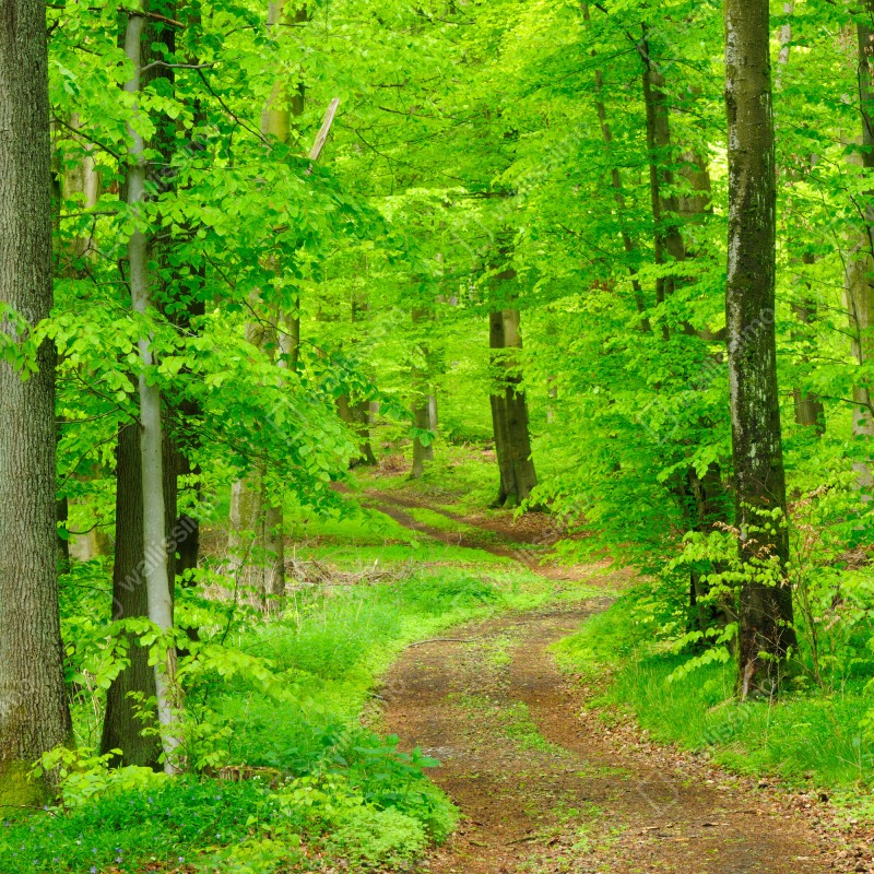 Fototapeta spokojna leśna ścieżka wiosną – Wallissimo® Fototapeta spokojna leśna ścieżka wiosną – Wallissimo®