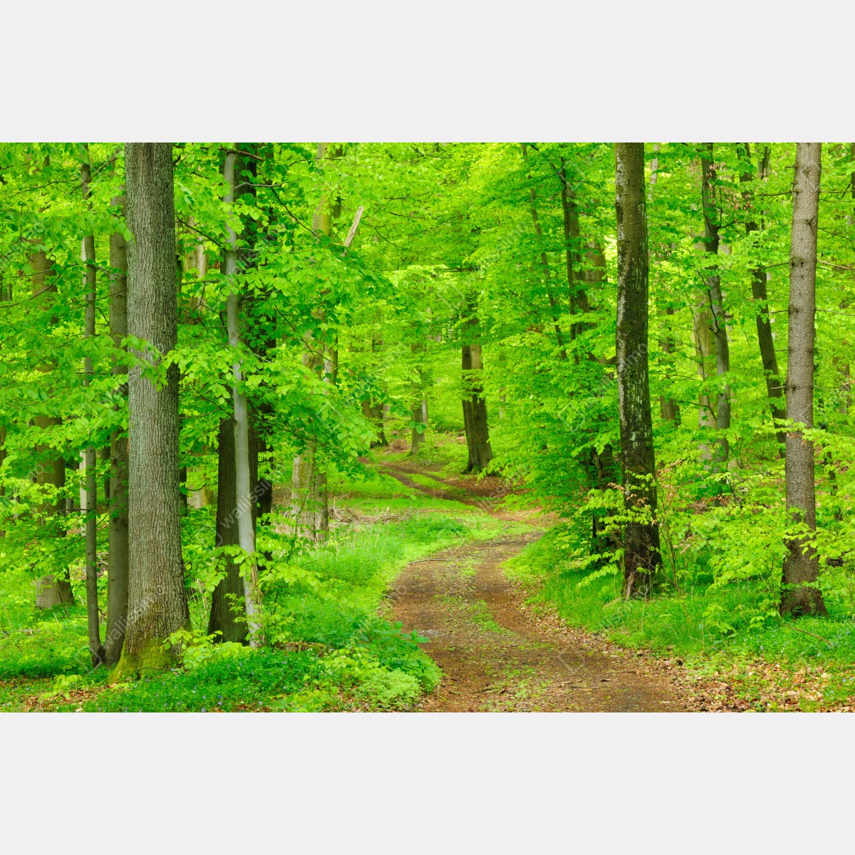 Fototapeta spokojna leśna ścieżka wiosną – Wallissimo® Fototapeta spokojna leśna ścieżka wiosną – Wallissimo®