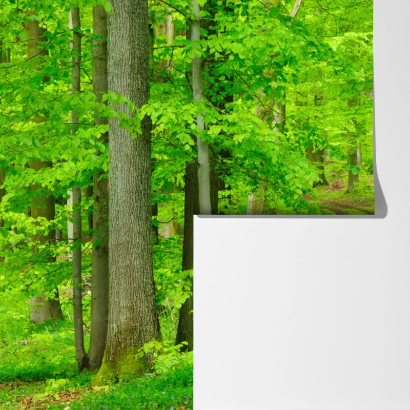 Fototapeta spokojna leśna ścieżka wiosną – Wallissimo® Fototapeta spokojna leśna ścieżka wiosną – Wallissimo®