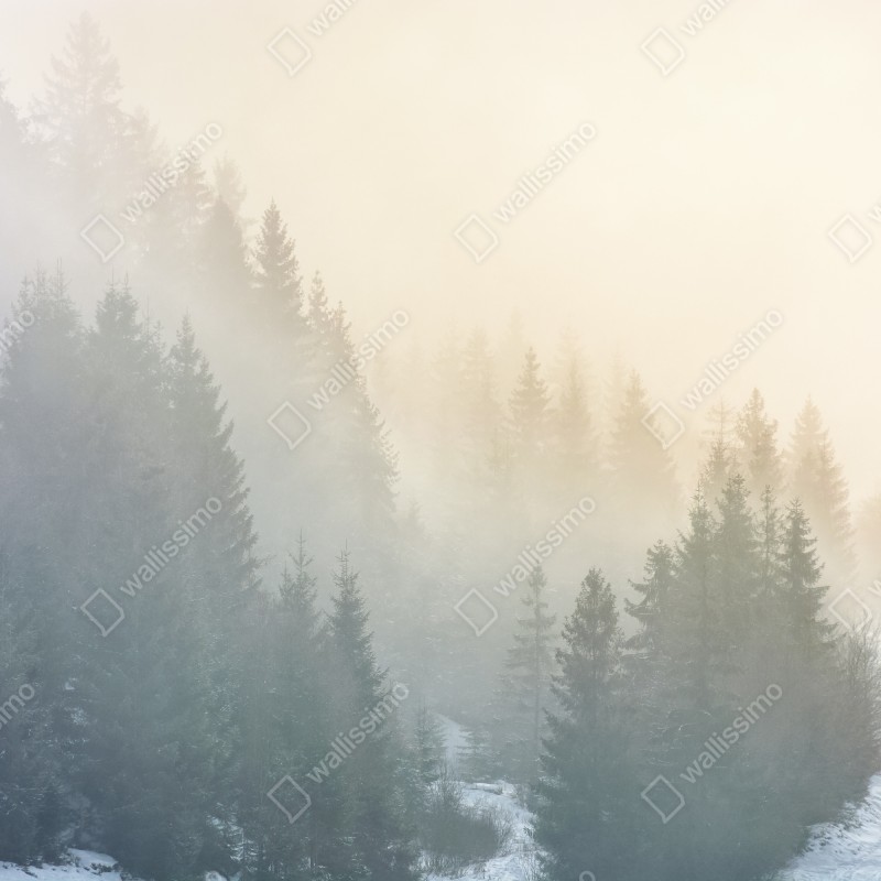 Fototapeta mglisty las świerkowy o wschodzie słońca – Wallissimo® Fototapeta mglisty las świerkowy o wschodzie słońca – Wallissimo®