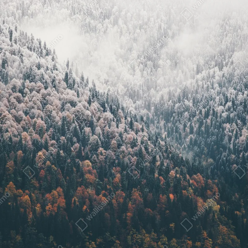 Fototapeta mglisty jesienny las na śnieżnej górze – Wallissimo® Fototapeta mglisty jesienny las na śnieżnej górze – Wallissimo®