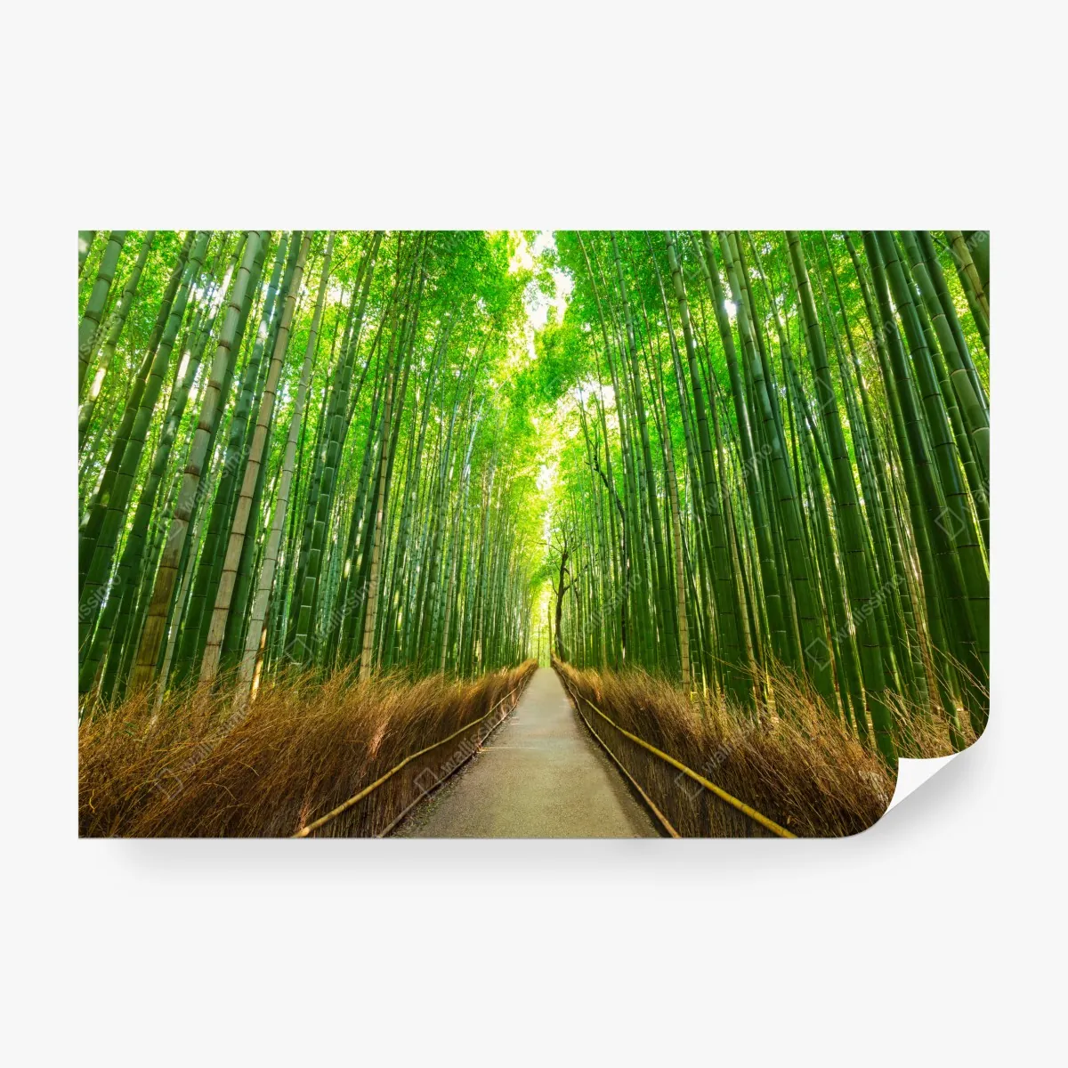 Fototapeta spokojna ścieżka bambusowa w Kioto – Wallissimo® Fototapeta spokojna ścieżka bambusowa w Kioto – Wallissimo®