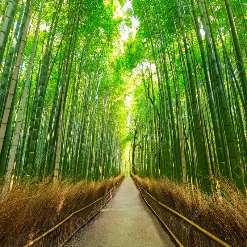 Fototapeta spokojna ścieżka bambusowa w Kioto – Wallissimo® Fototapeta spokojna ścieżka bambusowa w Kioto – Wallissimo®