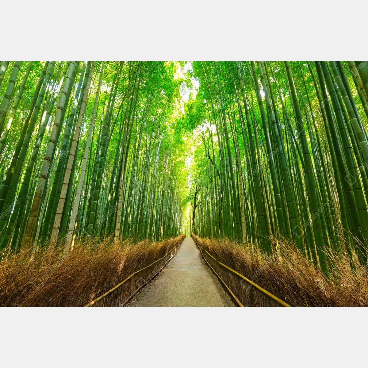 Fototapeta spokojna ścieżka bambusowa w Kioto – Wallissimo® Fototapeta spokojna ścieżka bambusowa w Kioto – Wallissimo®