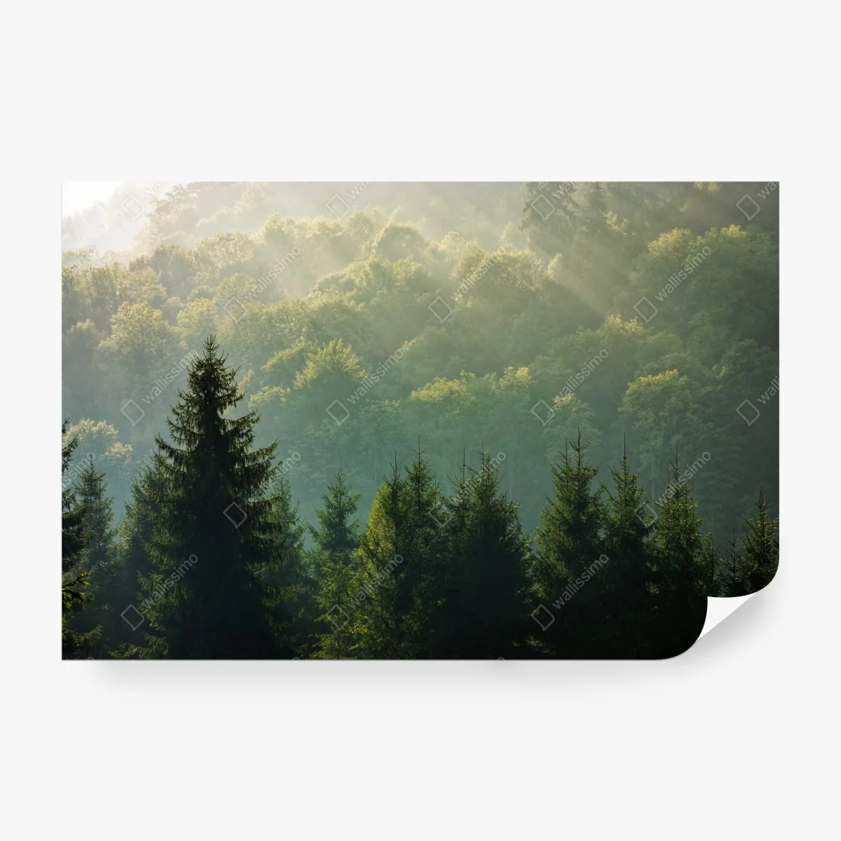 Fototapeta mglisty las świerkowy w Karpatach o wschodzie słońca – Wallissimo® Fototapeta mglisty las świerkowy w Karpatach o wschodzie słońca – Wallissimo®