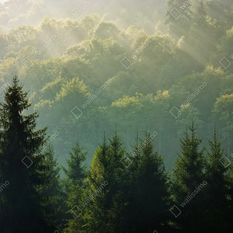 Fototapeta mglisty las świerkowy w Karpatach o wschodzie słońca – Wallissimo® Fototapeta mglisty las świerkowy w Karpatach o wschodzie słońca – Wallissimo®