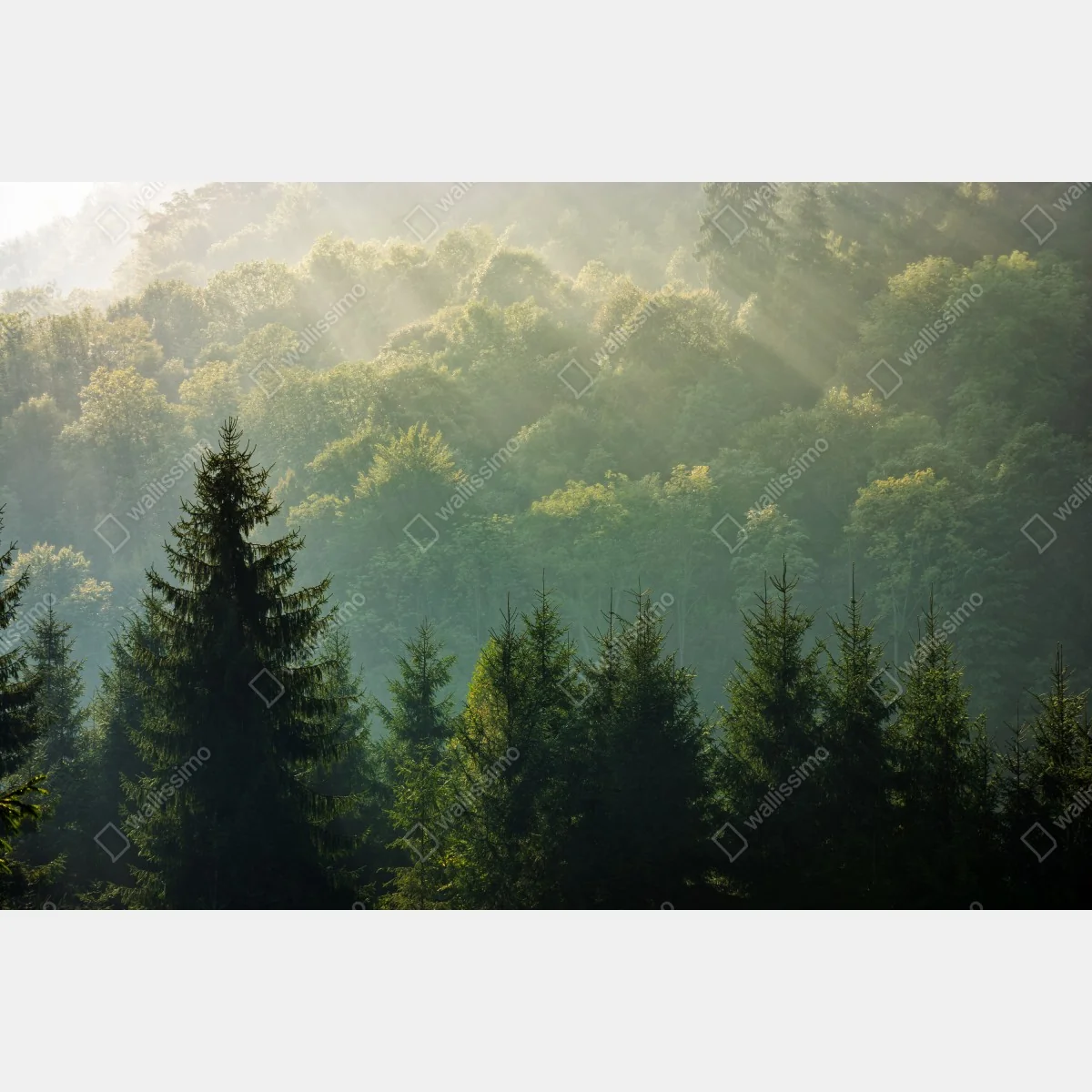 Fototapeta mglisty las świerkowy w Karpatach o wschodzie słońca – Wallissimo® Fototapeta mglisty las świerkowy w Karpatach o wschodzie słońca – Wallissimo®