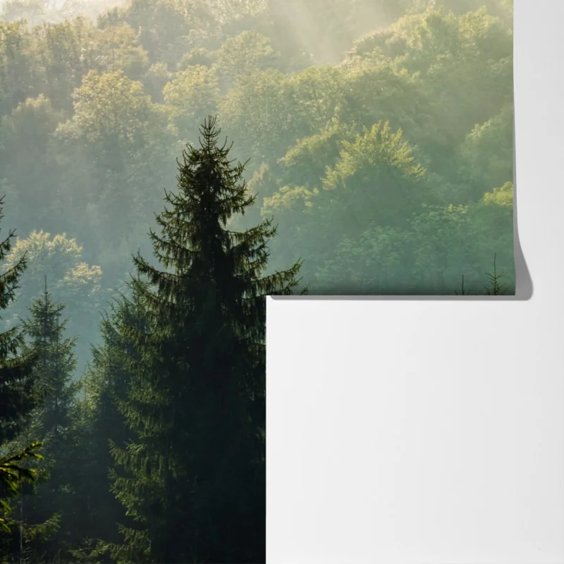 Fototapeta mglisty las świerkowy w Karpatach o wschodzie słońca – Wallissimo® Fototapeta mglisty las świerkowy w Karpatach o wschodzie słońca – Wallissimo®