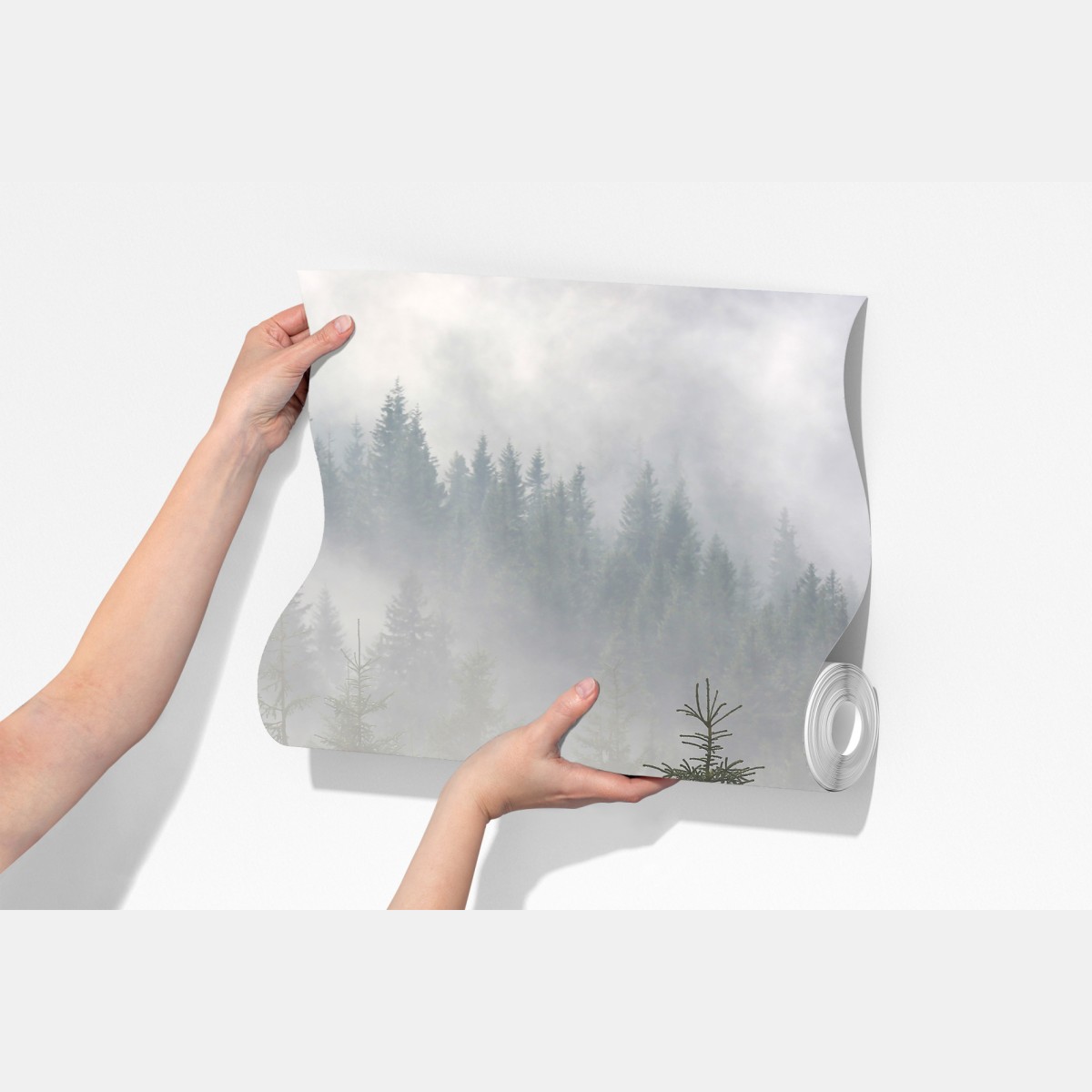 Fototapeta mglisty las sosnowy o świcie – Wallissimo® Fototapeta mglisty las sosnowy o świcie – Wallissimo®