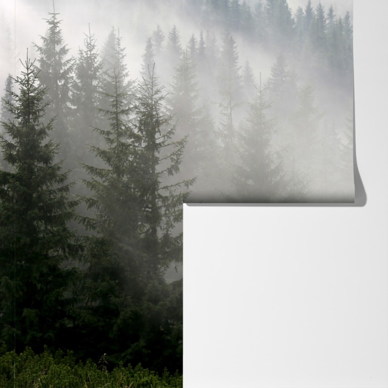 Fototapeta mglisty las sosnowy o świcie – Wallissimo® Fototapeta mglisty las sosnowy o świcie – Wallissimo®