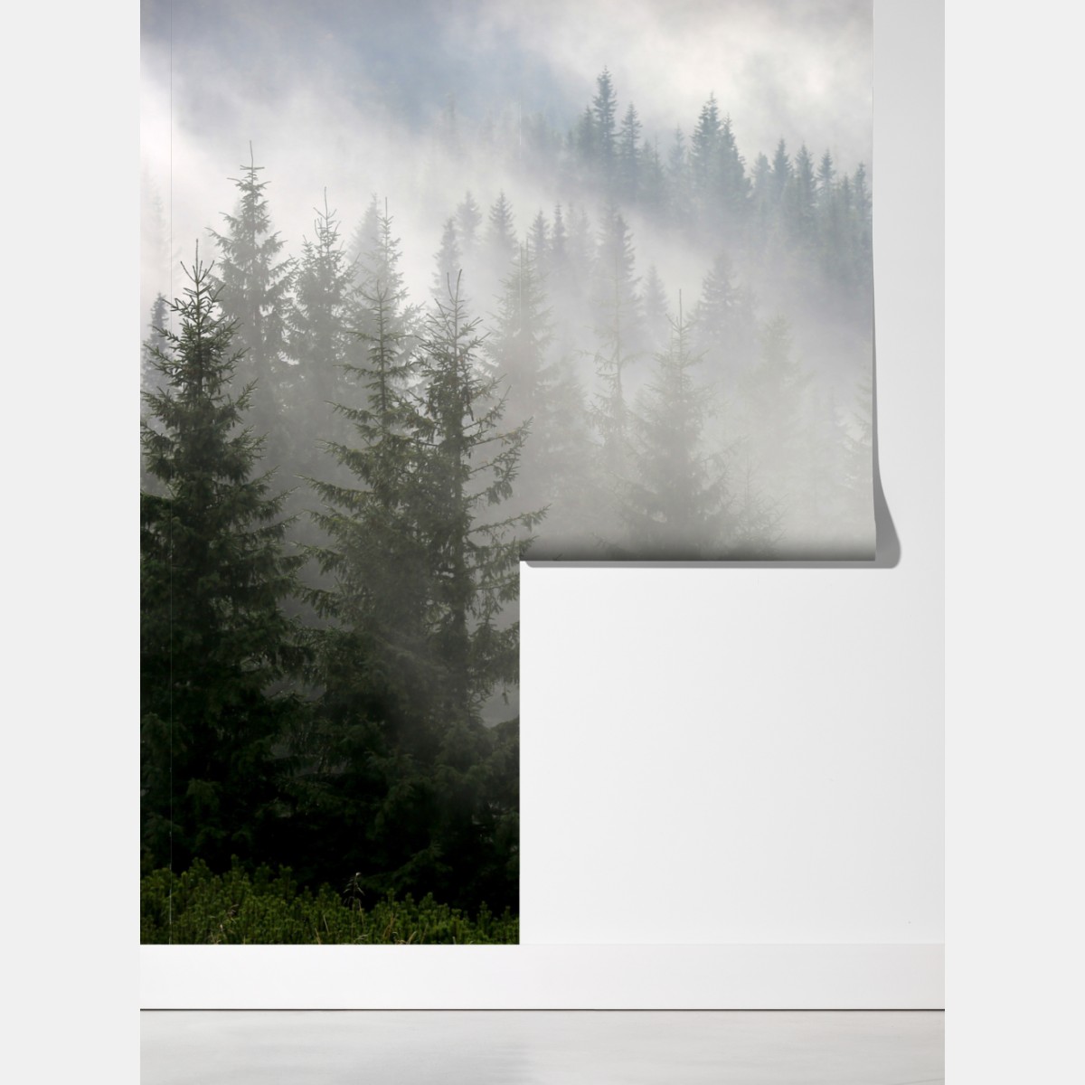 Fototapeta mglisty las sosnowy o świcie – Wallissimo® Fototapeta mglisty las sosnowy o świcie – Wallissimo®