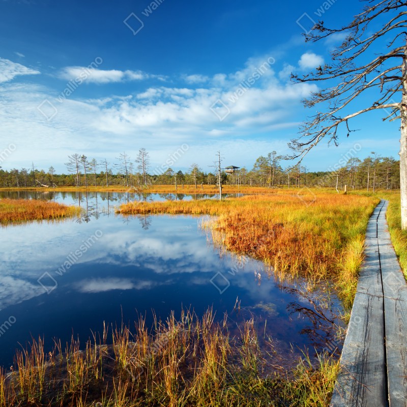 Fototapeta jesienna kładka nad spokojnym torfowiskiem – Wallissimo® Fototapeta jesienna kładka nad spokojnym torfowiskiem – Wallissimo®