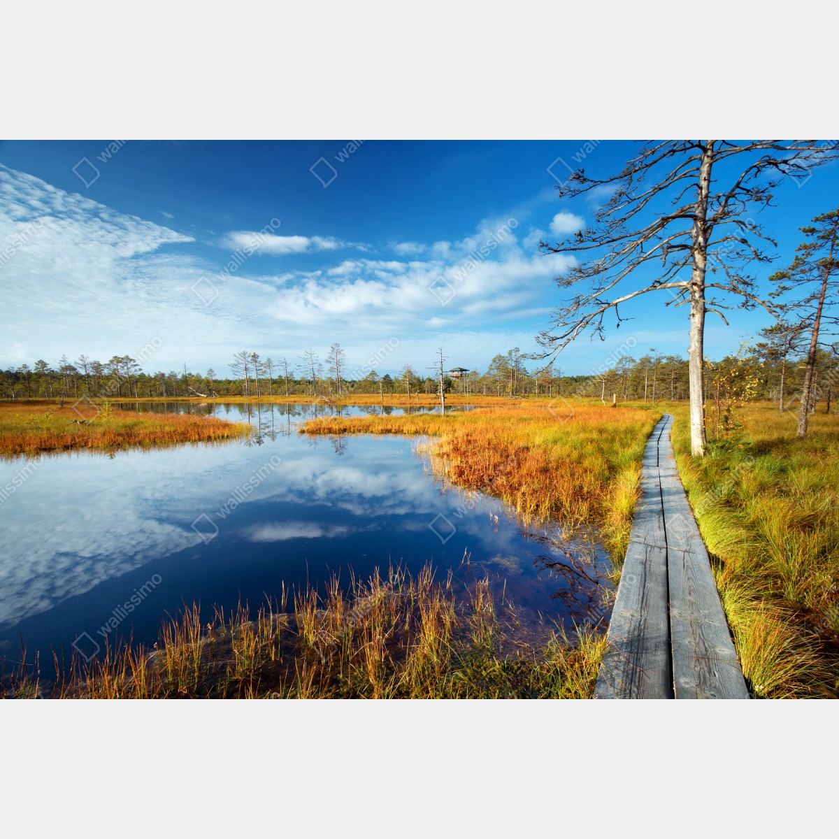 Fototapeta jesienna kładka nad spokojnym torfowiskiem – Wallissimo® Fototapeta jesienna kładka nad spokojnym torfowiskiem – Wallissimo®