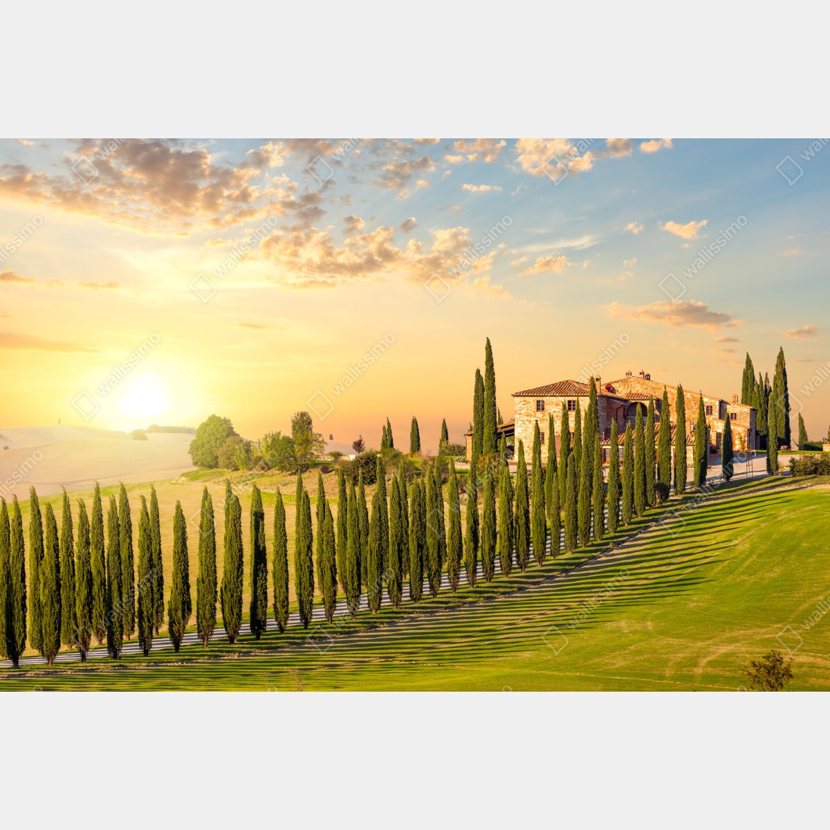 Fototapeta Toskania zachód słońca aleja cyprysów – Wallissimo® Fototapeta Toskania zachód słońca aleja cyprysów – Wallissimo®