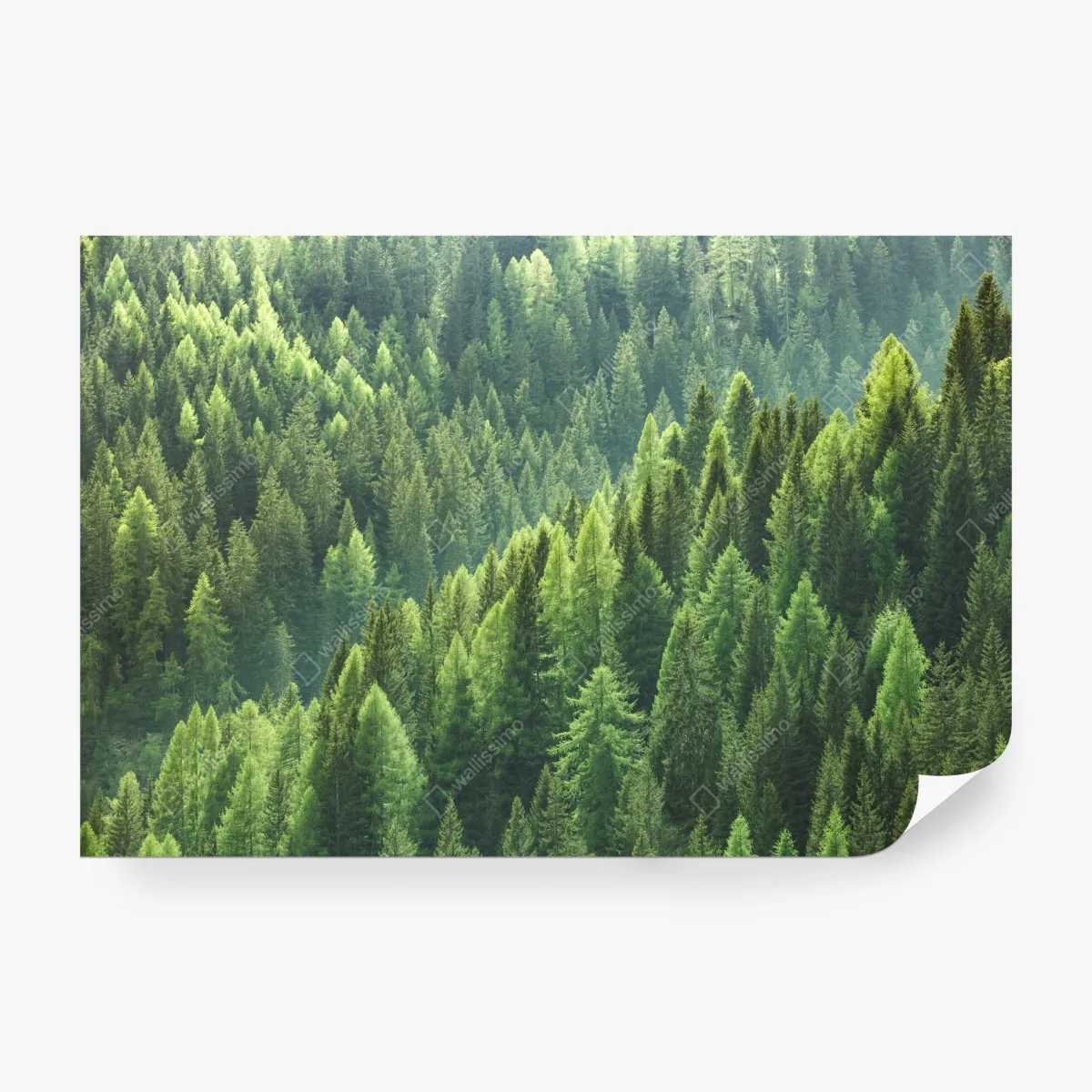 Fototapeta bujna zielona panorama lasu – Wallissimo® Fototapeta bujna zielona panorama lasu – Wallissimo®
