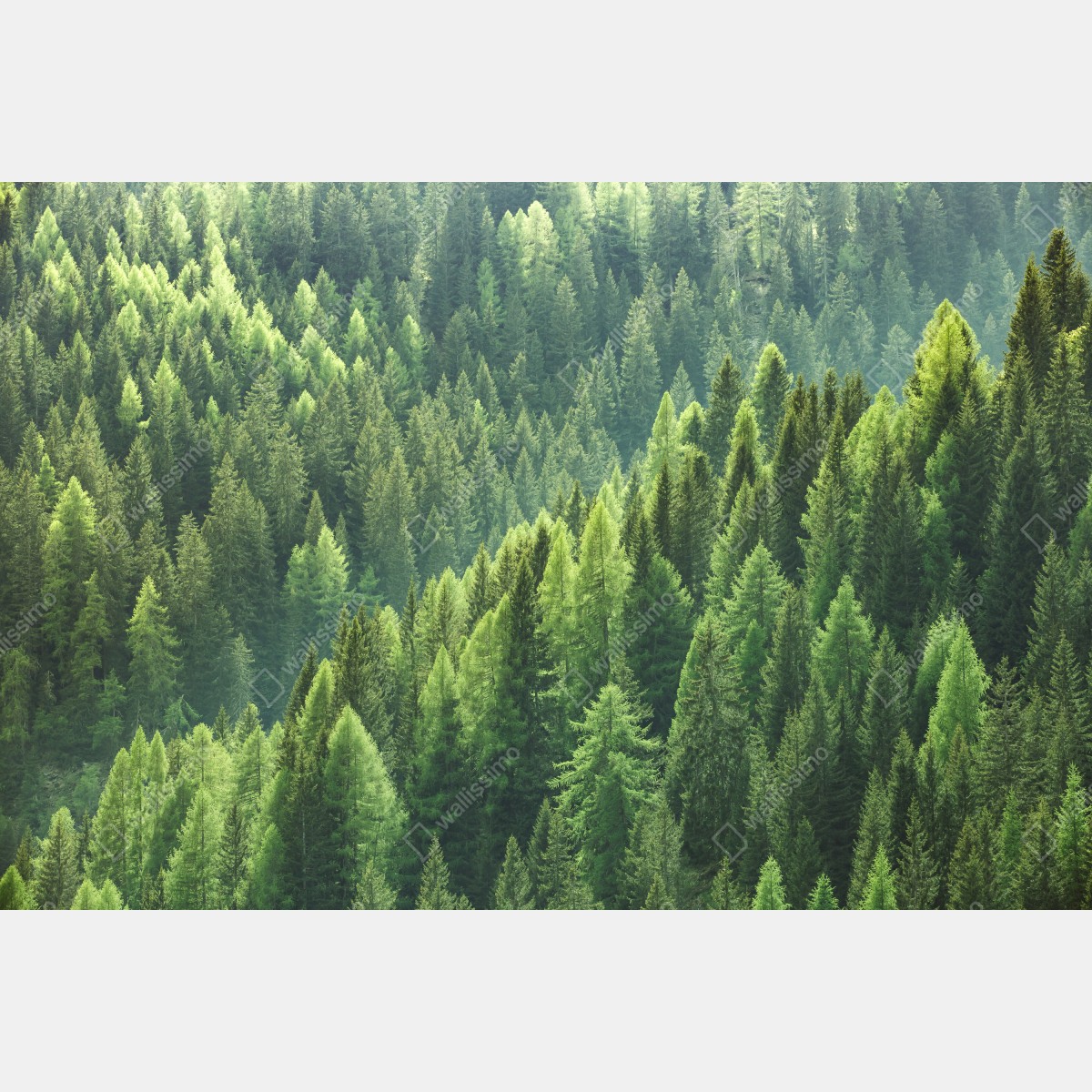 Fototapeta bujna zielona panorama lasu – Wallissimo® Fototapeta bujna zielona panorama lasu – Wallissimo®