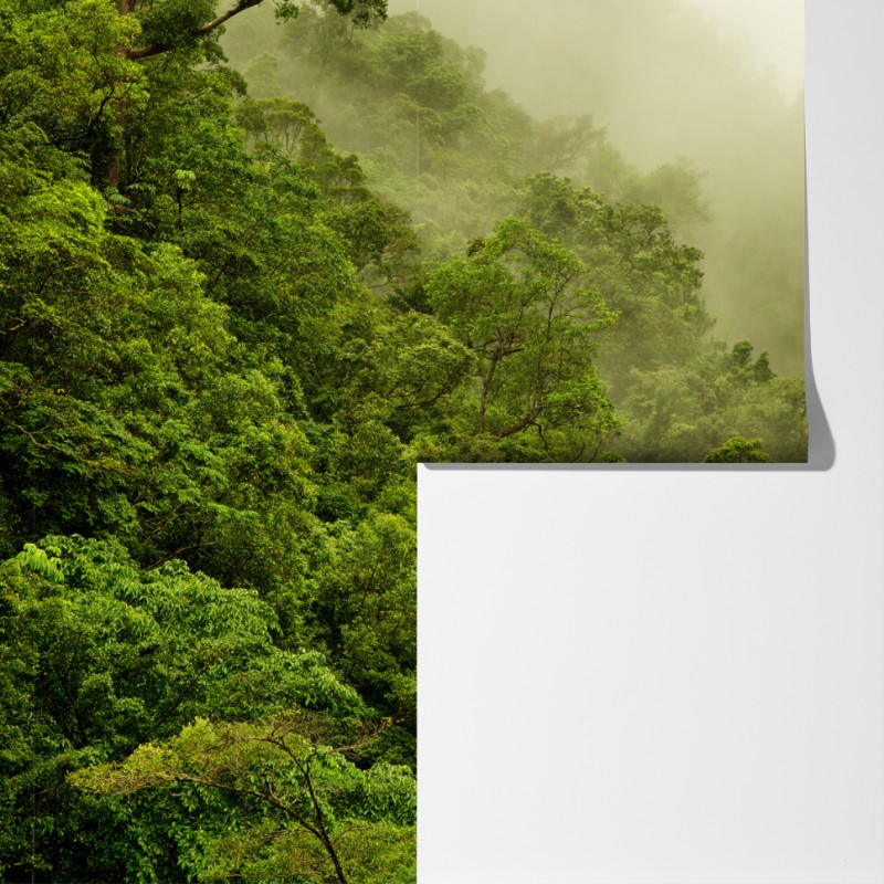 Fototapeta mglisty las deszczowy w pobliżu Cairns – Wallissimo® Fototapeta mglisty las deszczowy w pobliżu Cairns – Wallissimo®