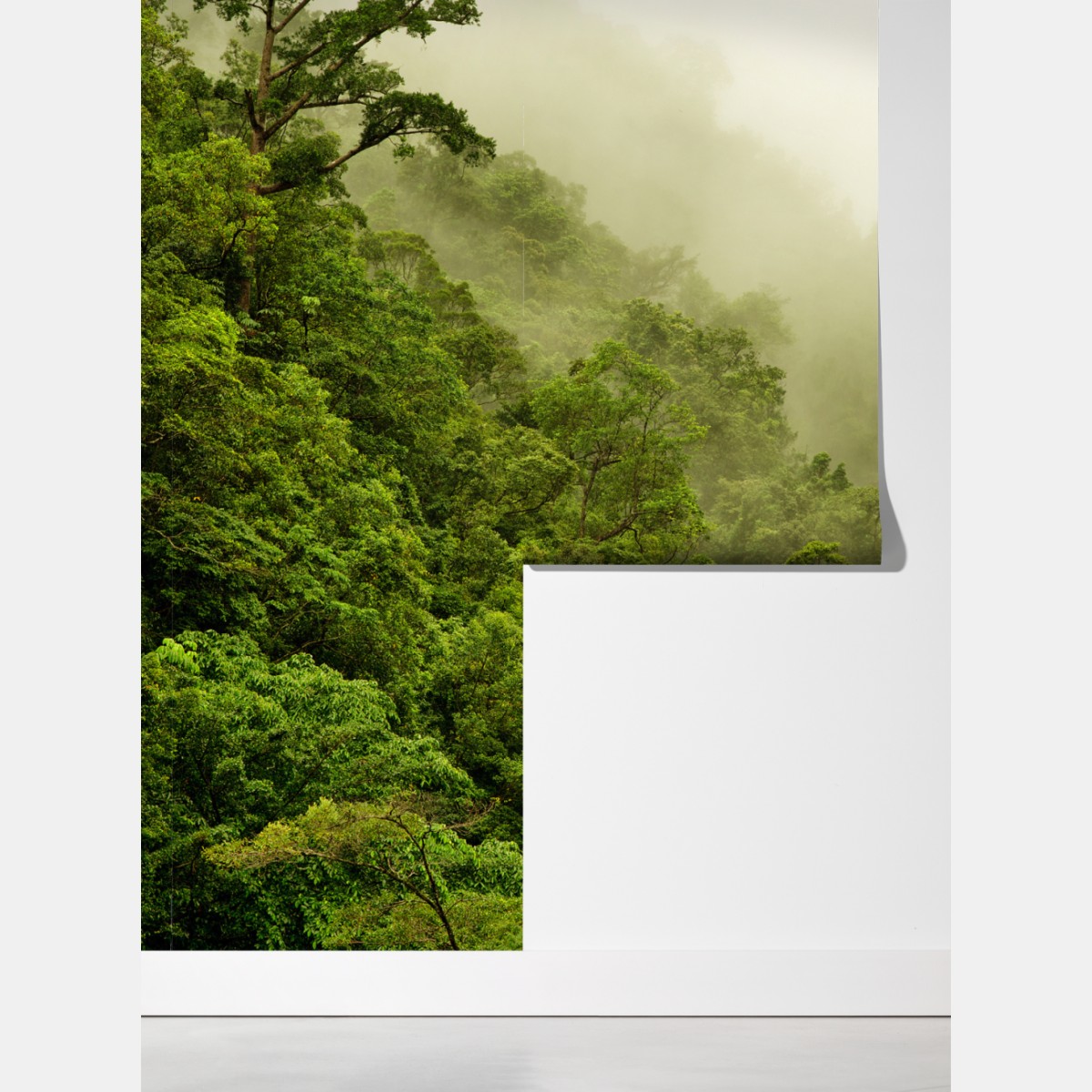 Fototapeta mglisty las deszczowy w pobliżu Cairns – Wallissimo® Fototapeta mglisty las deszczowy w pobliżu Cairns – Wallissimo®