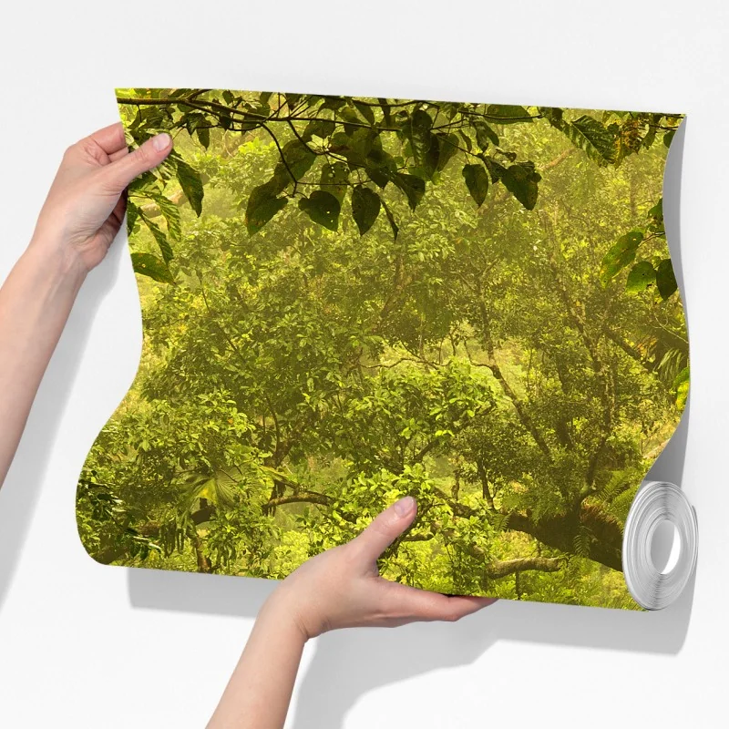 Fototapeta bujna pokrywa lasu deszczowego przy Cairns – Wallissimo® Fototapeta bujna pokrywa lasu deszczowego przy Cairns – Wallissimo®