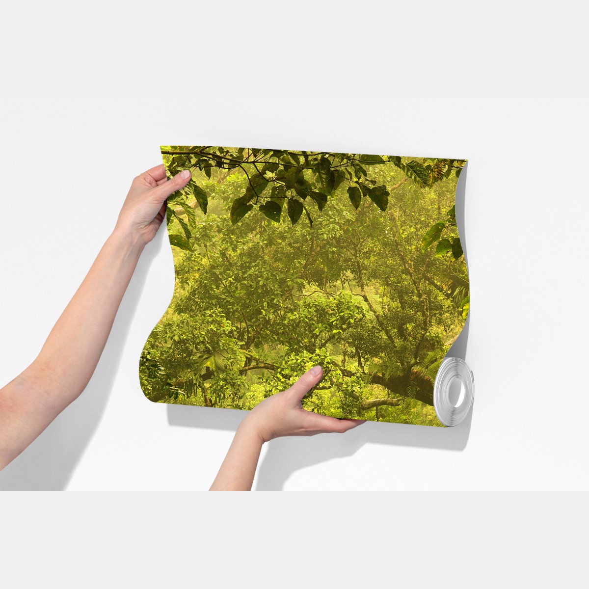 Fototapeta bujna pokrywa lasu deszczowego przy Cairns – Wallissimo® Fototapeta bujna pokrywa lasu deszczowego przy Cairns – Wallissimo®