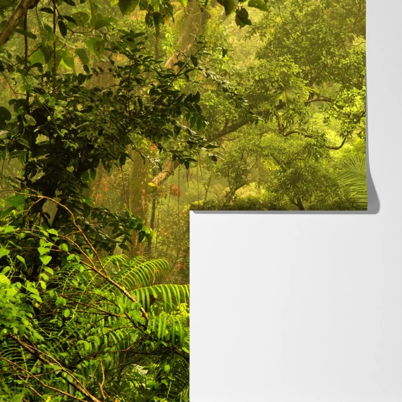 Fototapeta bujna pokrywa lasu deszczowego przy Cairns – Wallissimo® Fototapeta bujna pokrywa lasu deszczowego przy Cairns – Wallissimo®