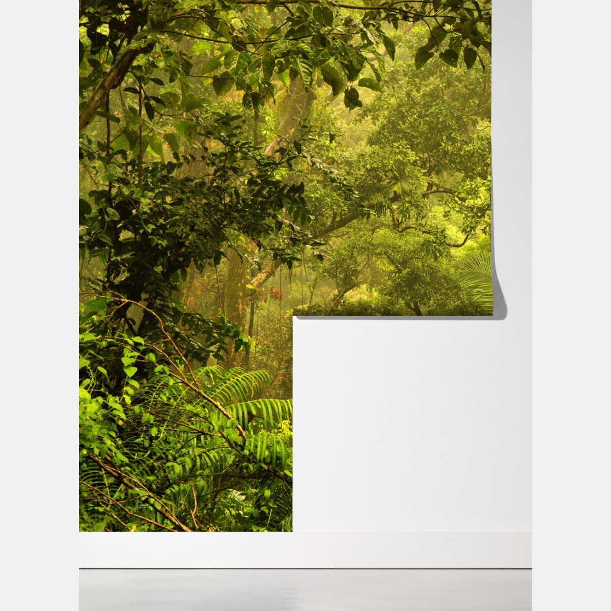 Fototapeta bujna pokrywa lasu deszczowego przy Cairns – Wallissimo® Fototapeta bujna pokrywa lasu deszczowego przy Cairns – Wallissimo®